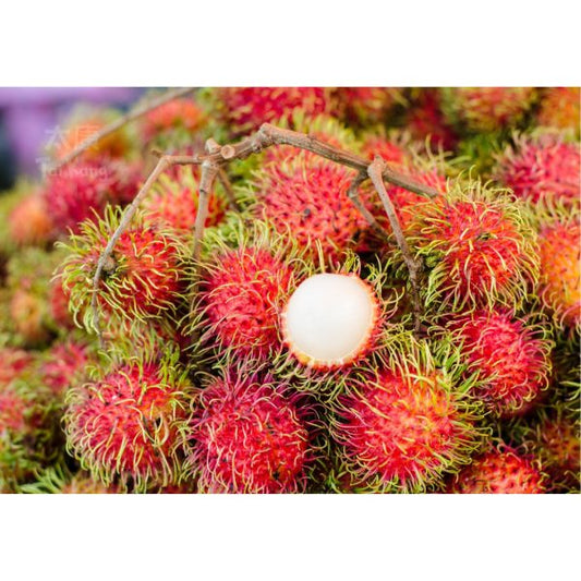 Thai Rambutan (1kg) *NEW!* - Tai Kang Healthy Fruits