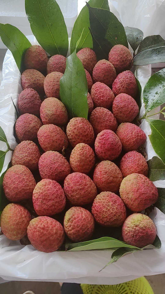 Premium Hainan Lychees