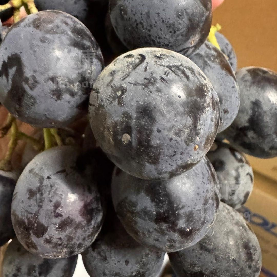 USA Adora Seedless Grapes (1kg) *Huge and Sweet!*