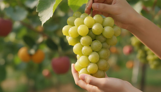 Premium Fruit Hamper Guide: Best Gifts for Any Occasion