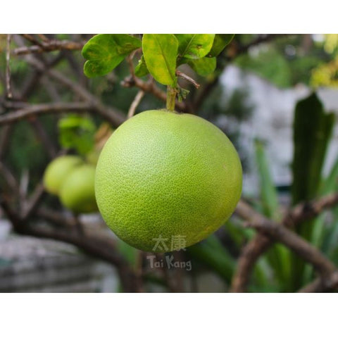 Tambun Ipoh Pomelo XL *Sweet!*