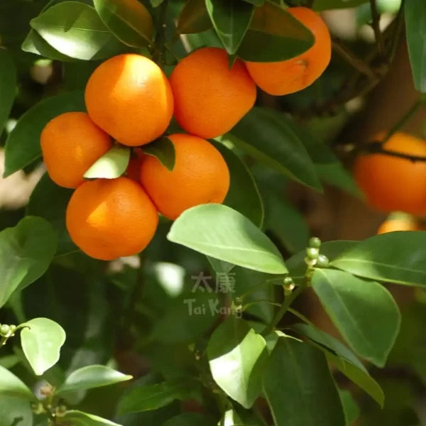 Mini Orange 1kg (Seedless)