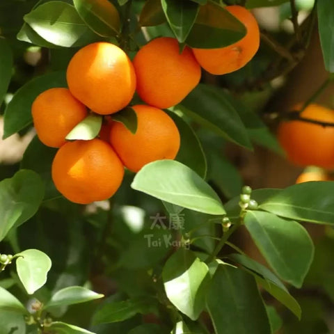 Mini Orange 1kg (Seedless)