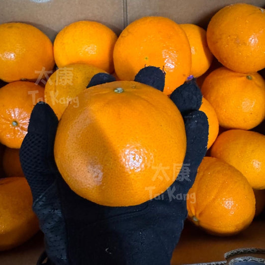 Honey Murcott Mandarin XL 5pc