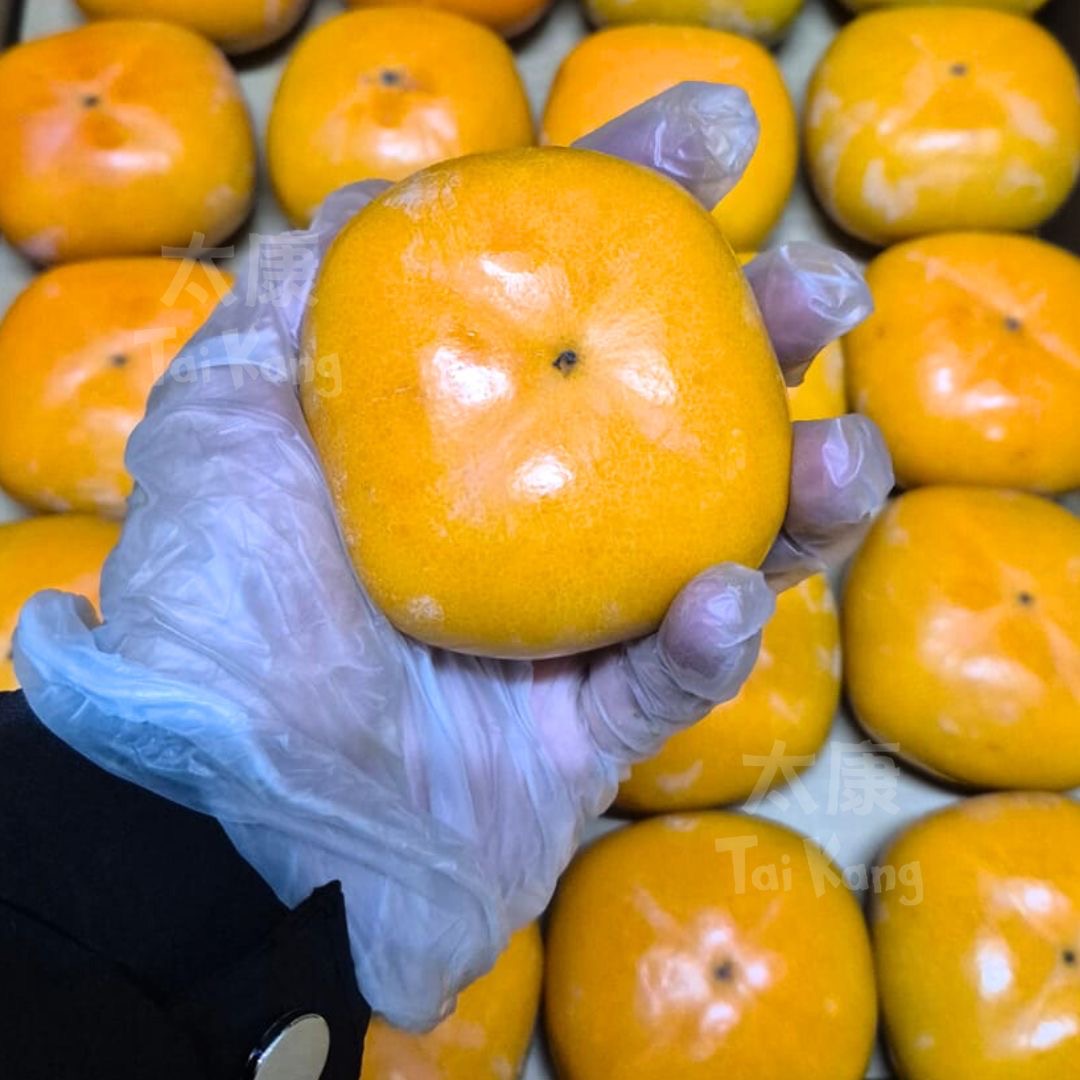 JAPAN Tonewase Persimmon M (Nishinoshino Kaki) NEW!