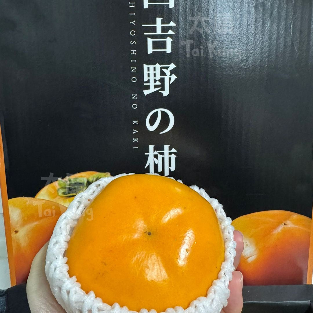 JAPAN Tonewase Persimmon M (Nishinoshino Kaki) NEW!