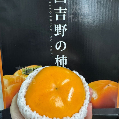 JAPAN Tonewase Persimmon M (Nishinoshino Kaki) NEW!
