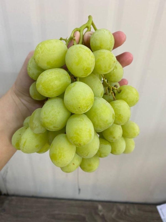 USA Premium Gold Crunch Green Grapes (1KG) *Sweet!*