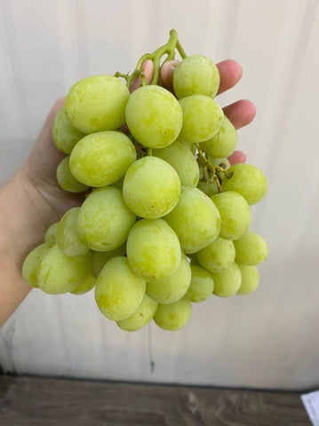 USA Premium Green Grapes (1kg) *Sweet!*