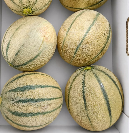 Australia RockMelon (XL)