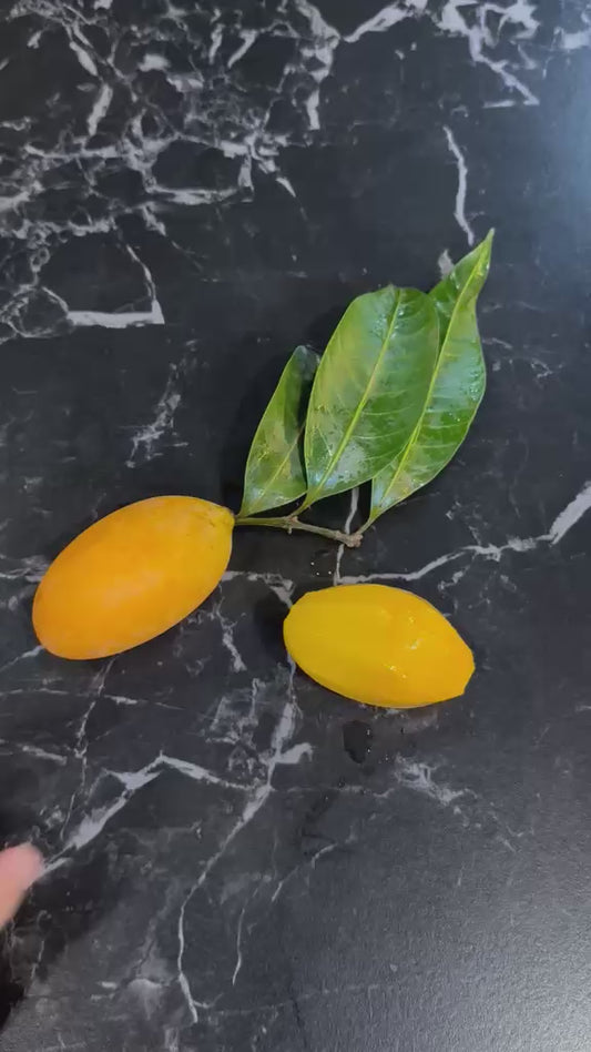 Thai Maprang (Mango Plum)