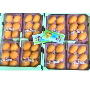 Japan Loquat (Biwa) 250g/pack