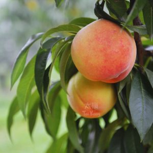 Momo White Peach (2pcs)