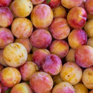 USA Honey Amber Plum (4pcs) *NEW*