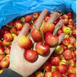 USA Premium Rainier Cherries (1kg) *Sweet!*