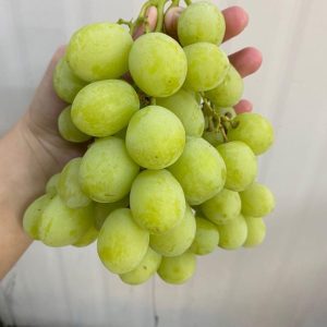 USA Premium Green Grapes (1kg) *Sweet!*