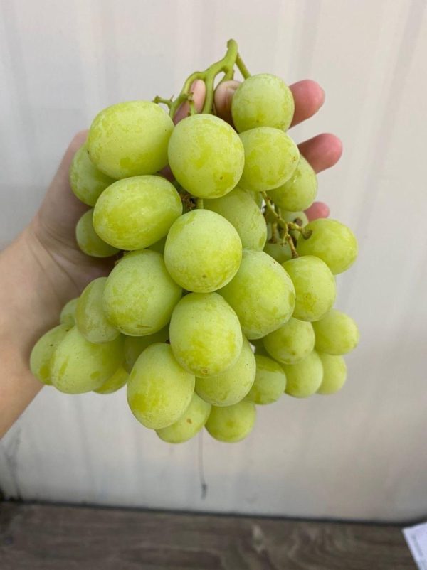 USA Premium Green Grapes (1kg) *Sweet!* - Image 2